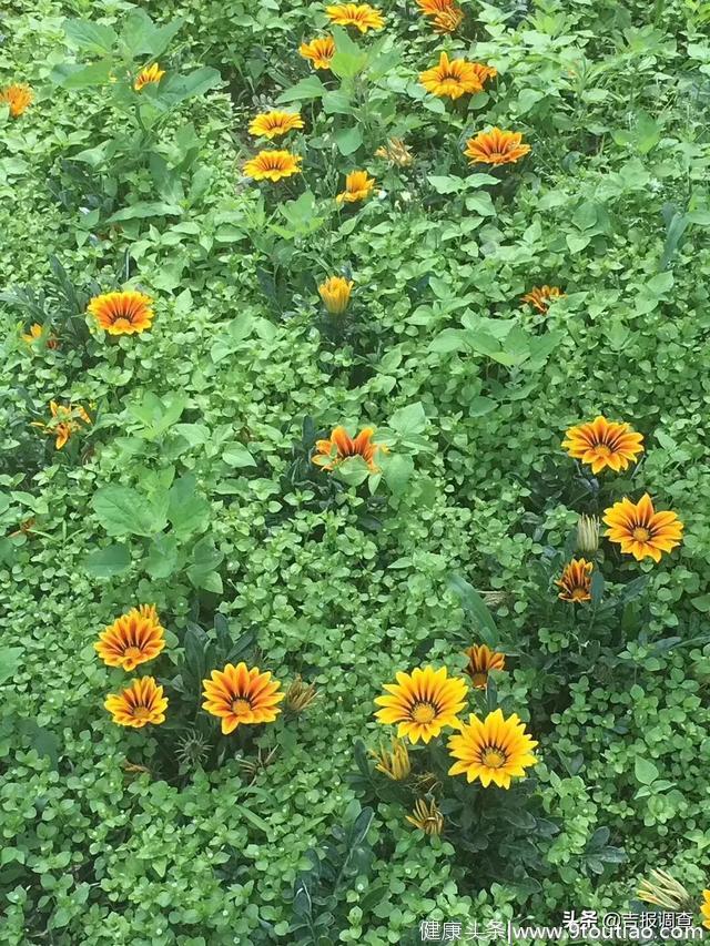 今天夏至！吃过夏至面，一天短一线，这些养生常识您得掌握