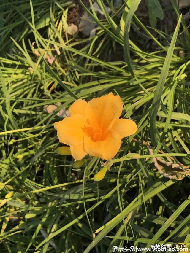 今天夏至！吃过夏至面，一天短一线，这些养生常识您得掌握