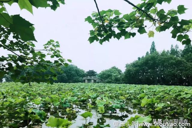 今天夏至！吃过夏至面，一天短一线，这些养生常识您得掌握