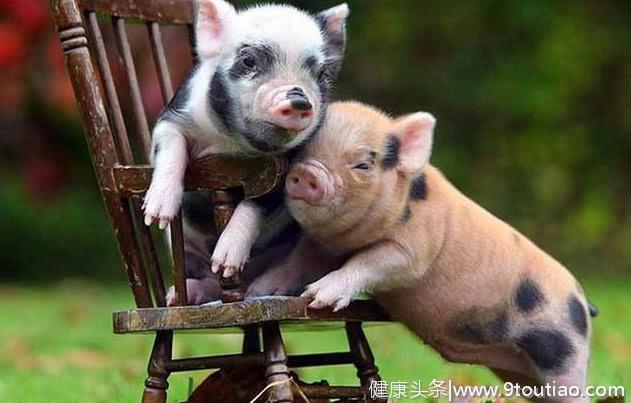 心理测试：3只小猪，哪一只你最爱？测你未来五年的社会地位