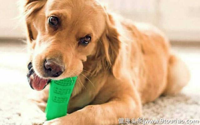 保持狗狗口腔健康，除了刷牙还有4种方法，你在用哪种？
