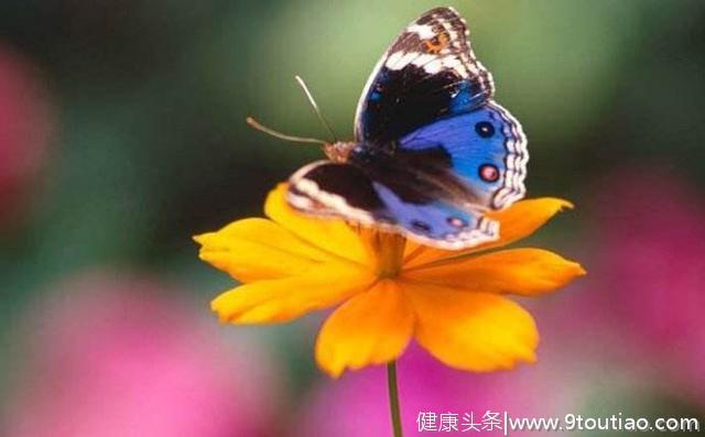 心理测试：你觉得哪一只蝴蝶最漂亮？测试你最反感哪一种爱情
