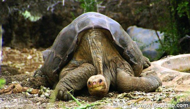 一只苏卡达象龟患上关节炎，竟是因为交配太多