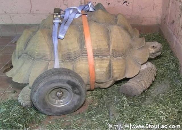 一只苏卡达象龟患上关节炎，竟是因为交配太多
