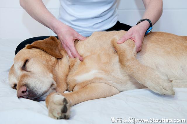 4个特征，看你的狗狗是否患了关节炎，爱狗从保护关节开始