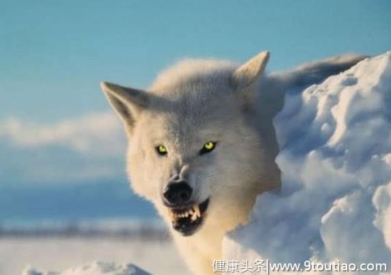 心理测试：哪一匹狼最凶猛，最有杀伤力？测你处理危机的能力