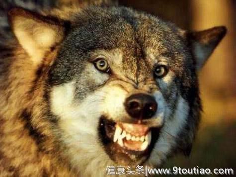 心理测试：哪一匹狼最凶猛，最有杀伤力？测你处理危机的能力