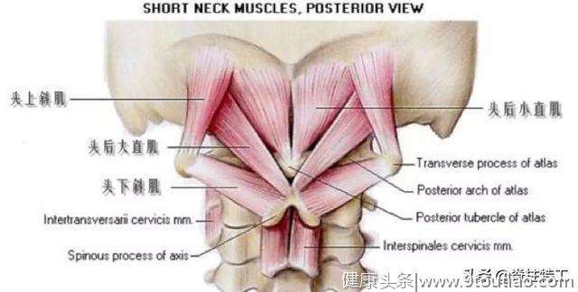 颈椎最重要的肌肉：头颈疼痛、视力模糊都怪它？