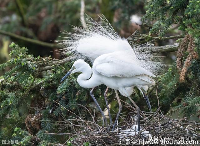 心理测试：哪只鸟最漂亮，测你的性格是怎样的