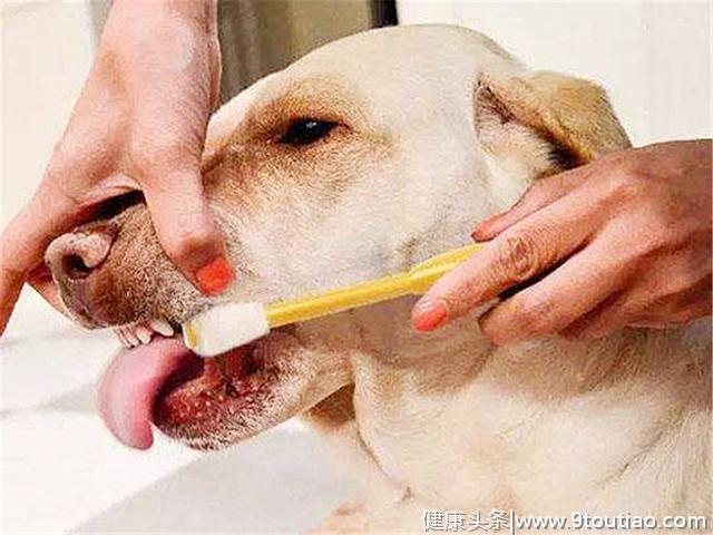 狗狗长期不刷牙易患多种口腔病，主人需掌握四点爱犬牙齿护理方法