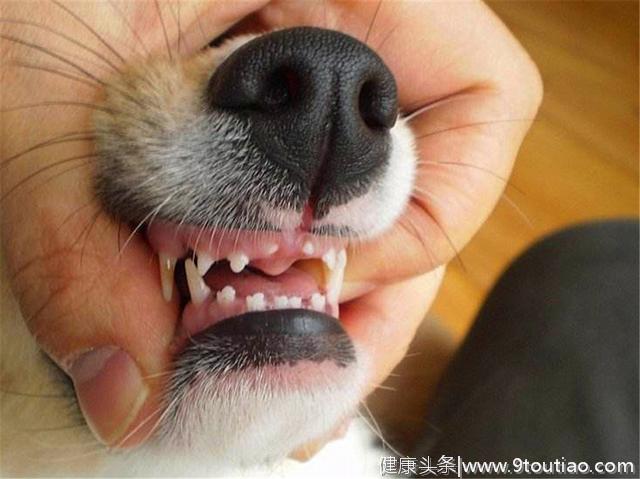 狗狗长期不刷牙易患多种口腔病，主人需掌握四点爱犬牙齿护理方法