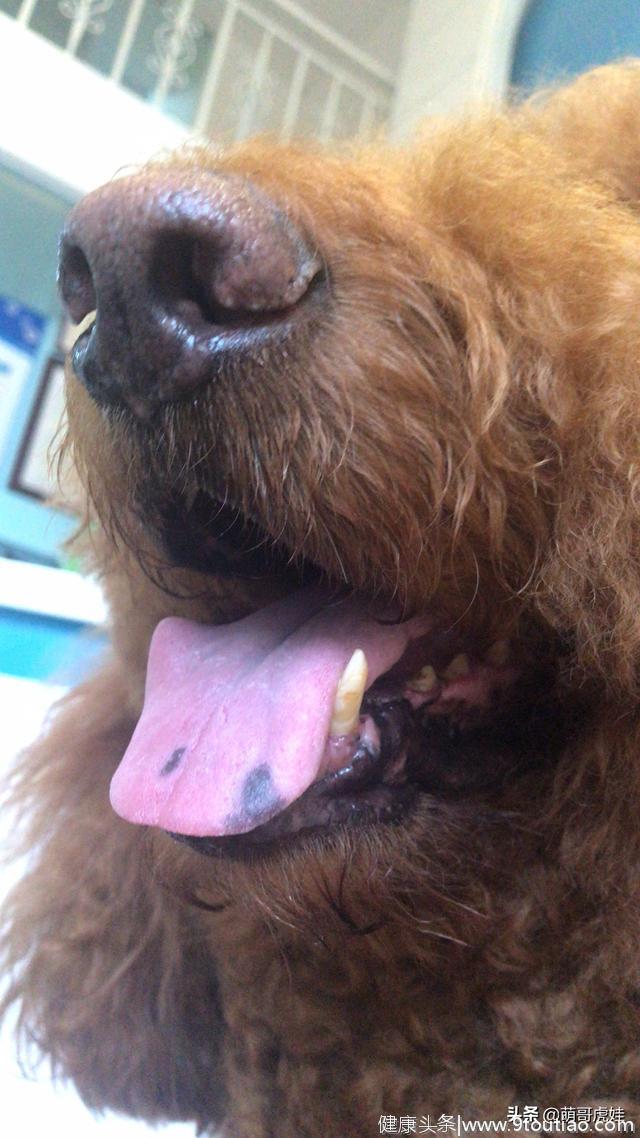 大狗狗跟主人去看牙医，以为自己也要治牙齿，吓得嘴巴都不敢张