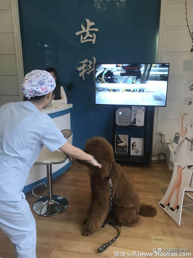 大狗狗跟主人去看牙医，以为自己也要治牙齿，吓得嘴巴都不敢张