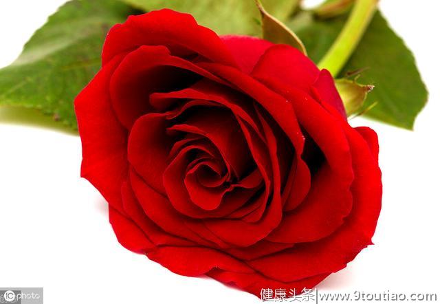心理学：你最喜欢哪朵玫瑰，测出你这辈子究竟被几个人暗恋