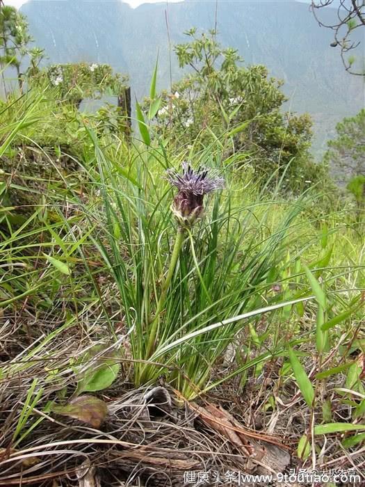 蛇眼草，见过吗？主风湿麻木，关节炎疼痛，坐骨神经痛，毒蛇咬伤