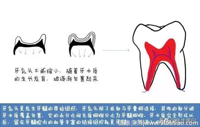 你的牙齿从何而来？看完这篇漫画就懂了