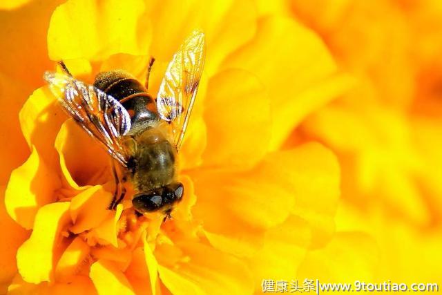 心理测试：哪一只小蜜蜂最勤劳？测试你正处于人生什么阶段！