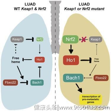 癌症为什么发生致命转移，多篇重磅研究揭示幕后黑手