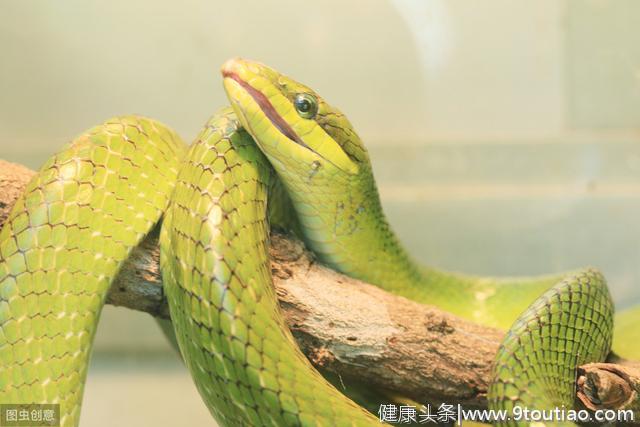 心理测试：选一条你不害怕的蛇，测你的报复心理有多强