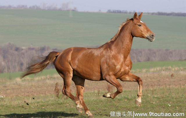 心理测试：选一匹最快的千里骏马，测你凭什么才华优势能发大财