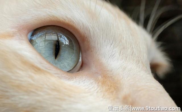 心理测试：哪只猫的眼睛最晶莹剔透？测试最爱你的人是谁
