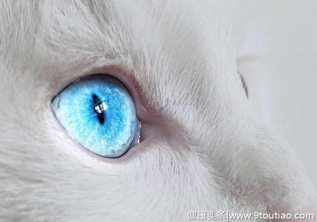 心理测试：哪只猫的眼睛最晶莹剔透？测试最爱你的人是谁
