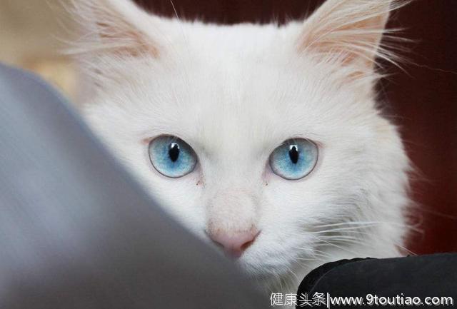 心理测试: 哪一双猫眼最清纯可爱？测试你身上有什么优点！