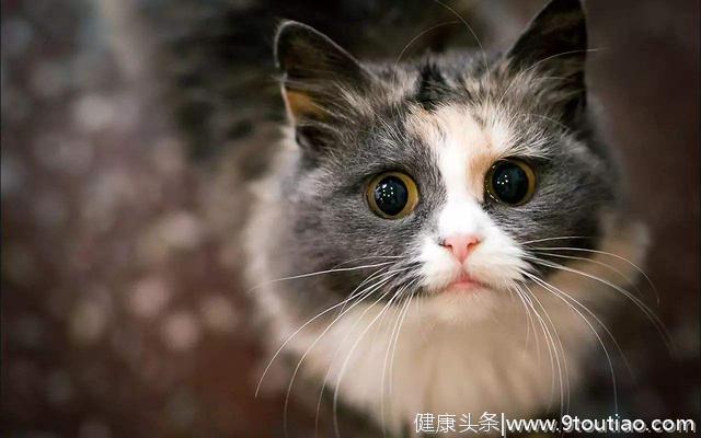 心理测试: 哪一双猫眼最清纯可爱？测试你身上有什么优点！