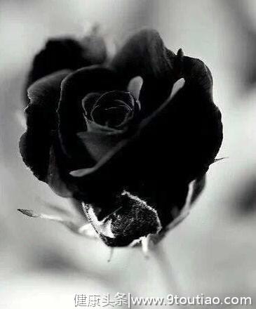 心理测试：三朵玫瑰，选一朵黑玫瑰，测你命中逃不过什么劫难