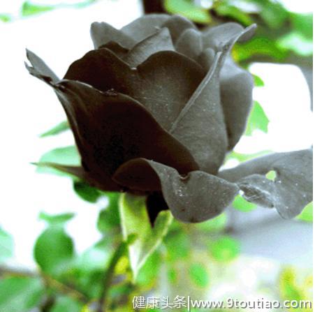 心理测试：三朵玫瑰，选一朵黑玫瑰，测你命中逃不过什么劫难