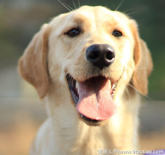 不同狗狗患癌风险各不同？盘点六大癌症高发犬种