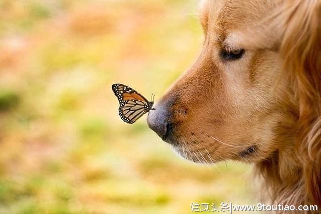 不同狗狗患癌风险各不同？盘点六大癌症高发犬种