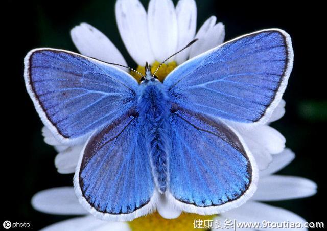 心理学：哪只蝴蝶最漂亮，测出你是个急性子还是个慢性子