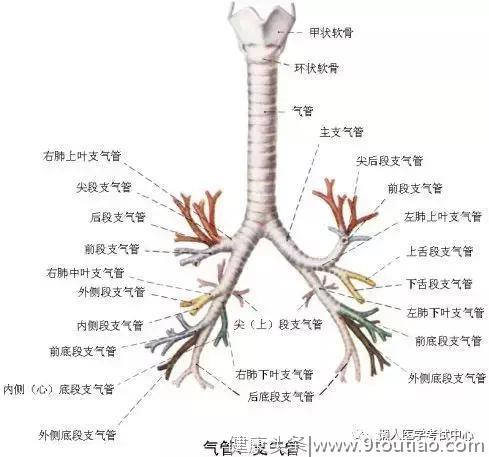 10分钟搞定呼吸系统