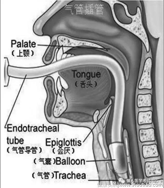 10分钟搞定呼吸系统
