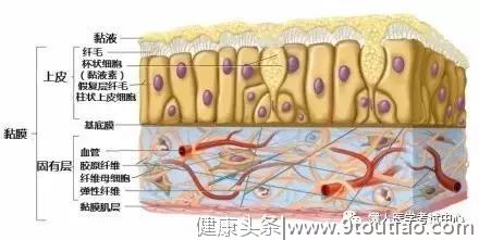 10分钟搞定呼吸系统