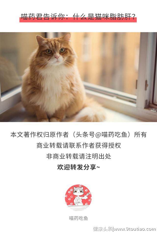 猫的脂肪肝真的很可怕！一篇文章告诉你脂肪肝的症状、诊断与防治