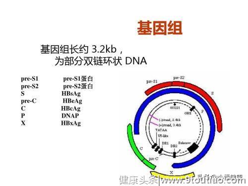 正确理解乙肝小三阳，从转氨酶胆红素，长期跟踪及时发现肝炎活动