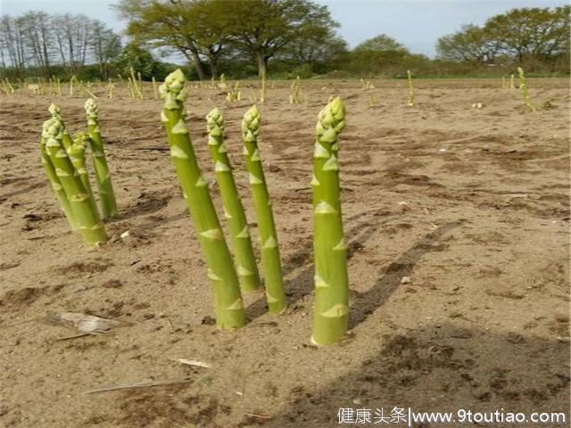 食疗作用强大的芦笋，在栽培的时候，对周围环境的需求