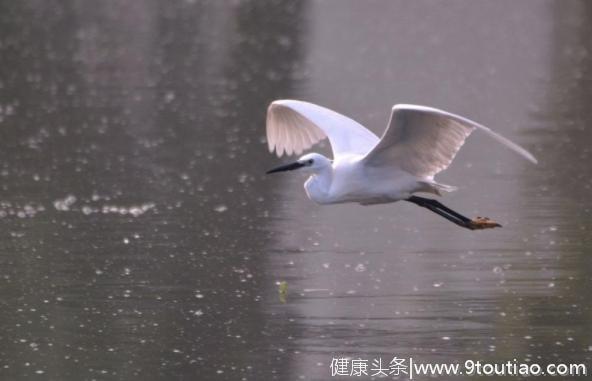 心理测试：4种不同种类的鸟？测试下你在爱情里是否是呆萌小可爱