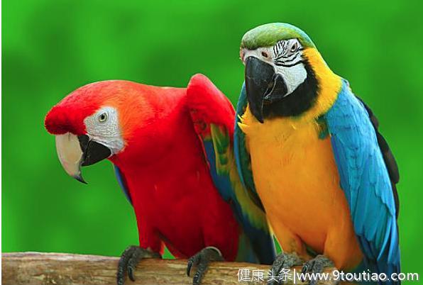 心理测试：4种不同种类的鸟？测试下你在爱情里是否是呆萌小可爱