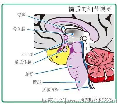 揭开男女两性的大脑奥秘，原来我们都不了解自己