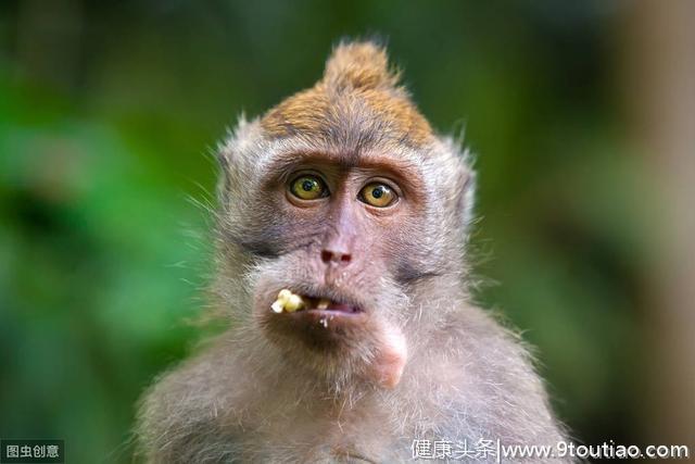 猴子饥饿实验：丰衣足食，不一定对健康有多好