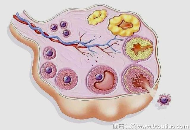 卵子排出后，存活时间有限，想要快速怀孕，要抓住这3天