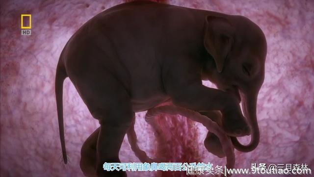 从0.001克到5吨重庞然大物---大象子宫内成长的神秘世界