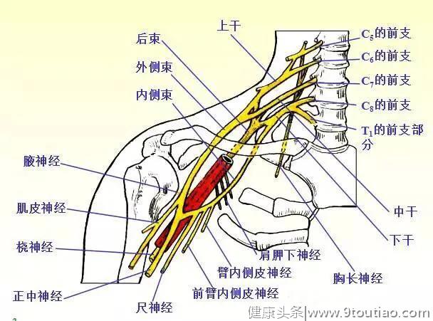 颈椎病与手臂麻木