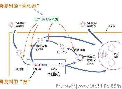 乙肝小三阳注意营养平衡，明显症状及指标异常，要参照抗病毒标准