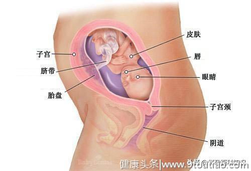 好神奇！图解胎儿发育的全过程，原来每个小生命都是这样诞生的