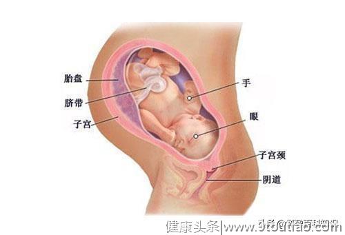 好神奇！图解胎儿发育的全过程，原来每个小生命都是这样诞生的
