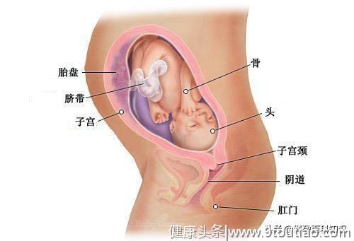 好神奇！图解胎儿发育的全过程，原来每个小生命都是这样诞生的